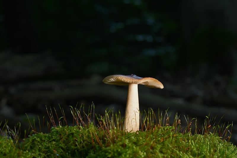 Woodland Centerpiece